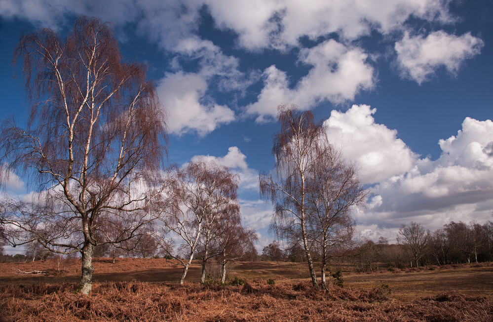Spring Furzley Common Birch and Cloudscape 4